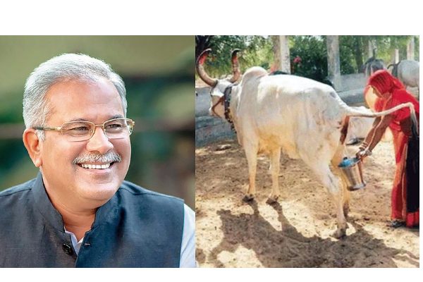 மாட்டு கோமியம் கொள்முதல் செய்யும் திட்டம் தொடக்கம் - சட்டீஸ்கர் முதலமைச்சர் அறிவிப்பு - தமிழ்நாடு