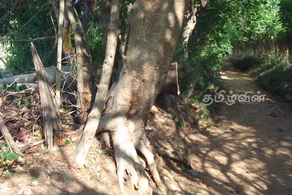 மக்களின் காணிகளில் அனுமதியின்றி வேப்பமரம் தறிப்பு | Cutting Neem Trees Without Permission In People