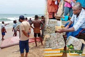 பெரும் மகிழ்ச்சியில் அம்பாறை கடற்றொழிலாளர்கள்! குவிந்து கிடக்கும் மீன்கள்