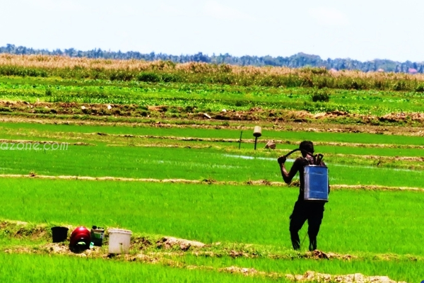 பெரும்போகத்தில் இலவச யூரியா பசளை மூடைகள் விநியோகம் | Distribution Of Free Urea Bags