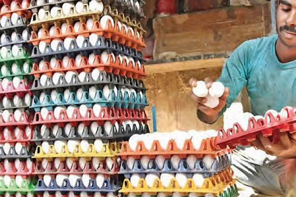 அதிக விலைக்கு முட்டைகளை விற்றால் சிறை! | Jail Sentence For Overselling Eggs