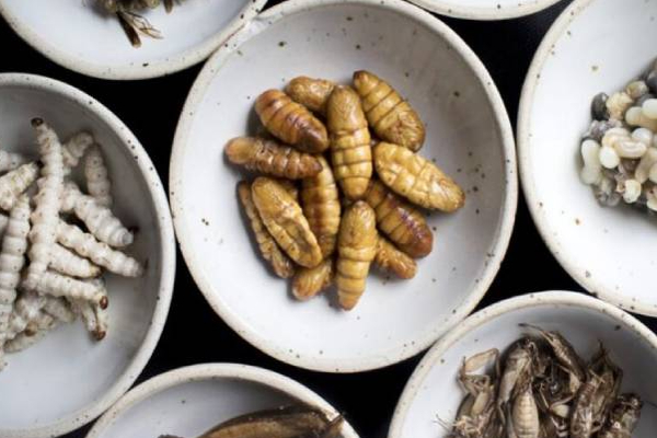 பிரபல நாடொன்றில் பூச்சிகளை சாப்பிட அனுமதி? | Allowed Eat Insects Singapore Govt Consideration