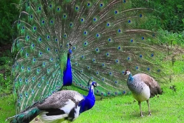 குரங்குகளை தொடர்ந்து மயில்களும் ஏற்றுமதி