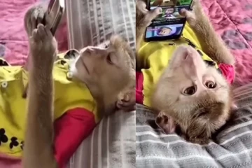 Phone பார்க்கும் குரங்கு; வைரலாகும் வீடியோ!