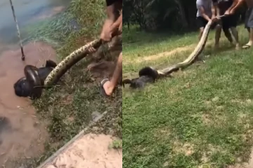 நாயை இழுத்து சுற்றிய அனகொண்டா...அடித்து காப்பாற்றிய நபர்: நடந்தது என்ன?