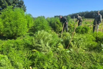 காட்டுக்குள் 10 ஏக்கர் நிலத்தில் ஒழித்து வளர்க்கப்பட்ட கஞ்சா செடிகள்!