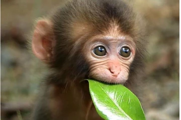 சீனாவின் மிருகக்காட்சிசாலைகளுக்கு விற்பனையாகப்போகும் குரங்குகள்