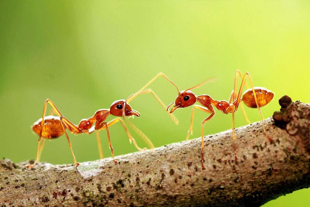Interesting Fact: உலகத்திலேயே ஒரு எறும்பு கூட இல்லாத இடம் எது தெரியுமா? | Interesting Facts Only Place World With No Ants Interesting Fact: உலகத்திலேயே ஒரு எறும்பு கூட இல்லாத இடம் எது தெரியுமா? | Interesting Facts Only Place World With No Ants