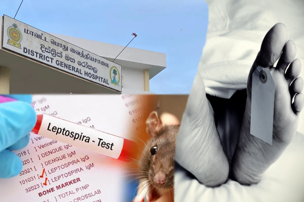 வவுனியாவில் எலிக் காய்ச்சலால் இளைஞர் மரணம்! - ஐபிசி தமிழ்