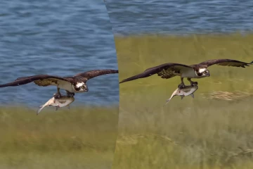 Viral Video: கழுகுடன் வானில் பறந்து செல்லும் மீன்... பிரமிக்க வைக்கும் காட்சி