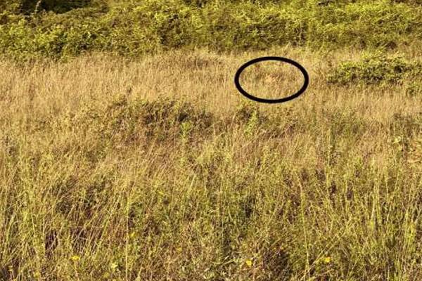 கழுகு போன்ற கண்கள் இருக்கா? இந்த படத்தில் இருக்கும் சிங்கம் எங்கே? | Optical Illution Can Spot The Hidden Lion