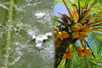 அதிகரிக்கும் வெள்ளை ஈயின் தாக்கம் : கட்டுப்படுத்த விசேட நடவடிக்கை