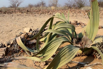 ஆயுட்காலம் முழுதும் வளரும் தாவரம்!