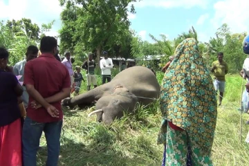 யானையின் உயிரைப்பறித்த மின்சார வேலி