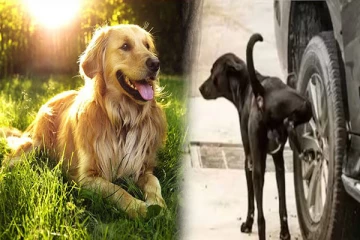 நாய்கள் ஏன் மின்கம்பம் அல்லது கார் டயரை தேர்தெடுத்து சிறுநீர் கழிக்கிறது தெரியுமா?