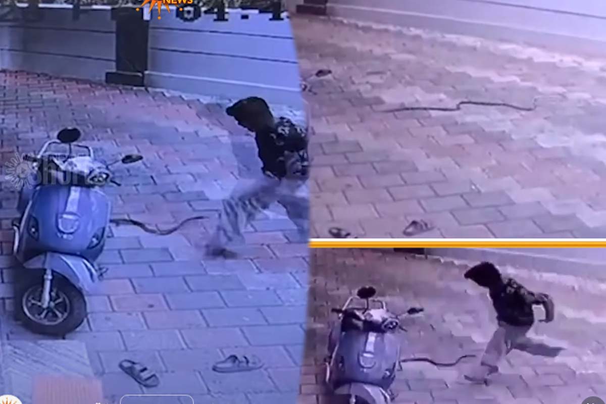 Viral Video: பாம்பு கடியிலிருந்து நூலிழையில் தப்பிய சிறுவன்... நடுநடுங்க வைக்கும் காட்சி | Snake Hide In Bike Boy Escape Viral Video