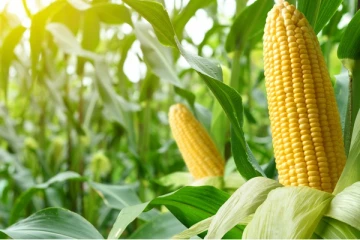 சோளம் பயிரிடும் விவசாயிகளுக்கு கமநல அபிவிருத்தி திணைக்களம் வெளியிட்டுள்ள அறிக்கை