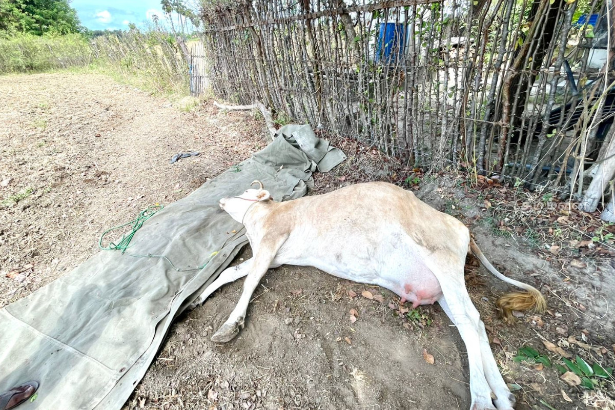 யாழில் மயங்கி விழும் மாடுகள்!கால்நடை வளர்ப்பாளர்களுக்கு முக்கிய அறிவுறுத்தல் | Cows In Dangerous Conditions Due To Extreme Heat
