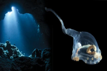 ஆழ்கடலில் வினோத ஏலியன்; புதிய உயிரினத்தால் அதிர்ந்த ஆய்வாளர்கள் - எங்கு தெரியுமா?