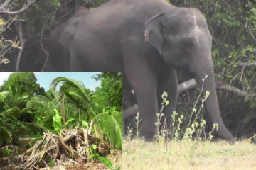 ඉවසිය නොහැකි වන අලි තර්ජන නිසා ගම්මානයක ගම්මූ ගම අතැර යයි..