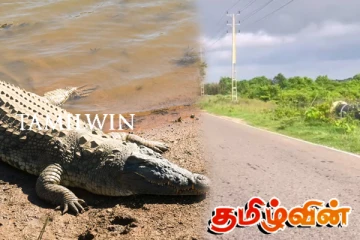 யாழில் இறந்த நிலையில் காணப்படும் முதலை