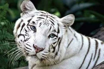 16 வயது வெள்ளை புலி உயிரிழப்பு - வண்டலூரில் சோகம்!