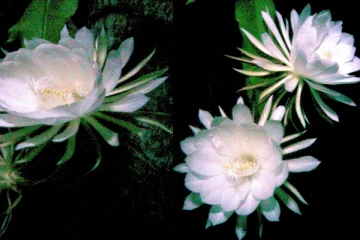 අපි හැමෝම මල් පූජා කිරීමට පෙර මල් වලට පැන් ඉසින්නේ ඇයි..?