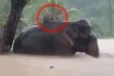 Viral Video: ஆர்பரிக்கும் வெள்ளத்தில் யானை மீது நின்று உயிர் தப்பும் சிறுத்தை.... மெய்சிலிர்க்க வைக்கும் காட்சி