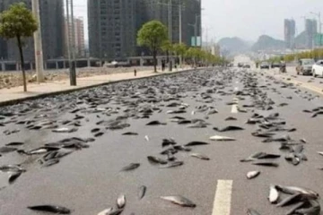 வானத்தில் இருந்து கொட்டிய மீன் மழை! போட்டி போட்டு மக்கள் செய்த காரியம்