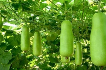 பித்தத்தைக் குறைக்கும் சக்தி வாய்ந்த சுரைக்காய்