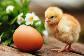 முட்டை மற்றும் கோழி இறைச்சி விற்பனையில் வீழ்ச்சி!