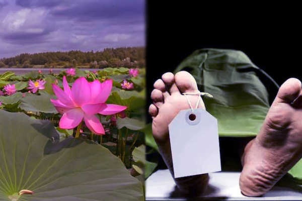 பூ பறிக்கச் சென்ற மாணவன்! சோகத்தில் ஆழ்த்திய துயர சம்பவம் - ஐபிசி தமிழ்