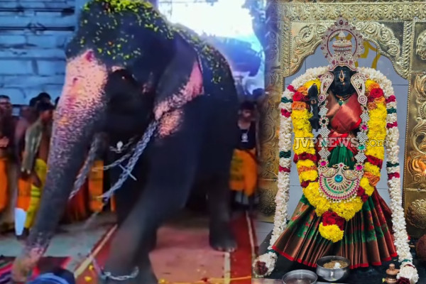 இரணைமடு கனகாம்பிகை அம்மன் ஆலயத்தில் அருள்கொண்டு ஆடிய யானை ; பக்தர்கள் பரவசம்! | Elephant Dance Iranaimadu Kanagambigai Amman Kovil