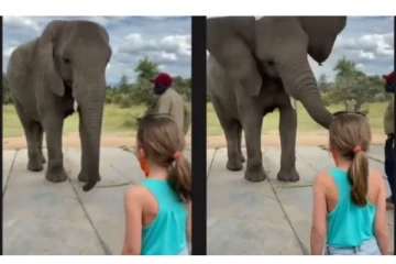 சிறுமியைப் பார்த்து டான்ஸ் ஆடுன யானை - வைரலாகும் க்யூட் வீடியோ