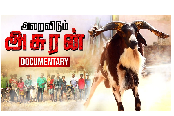 கிடாவோட வேகம்தான் நம்ம வீரம்! | நம்ம நாட்டு கிடா அழிஞ்சிட்டு வருது... - Kada muttu festival - தமிழ்நாடு