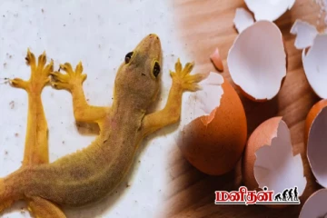 பல்லிகளை வீட்டில் இருந்து அடியோடு விரட்டும் எளிய வழிமுறைகள் இதோ