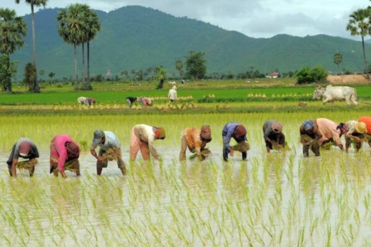 கந்தளாய் விவசாயிகளின் பாரிய கவனயீர்ப்பு போராட்டம் : பிரதேச செயலகத்தில் மனு கையளிப்பு | Massive Yam Farmers Protest At Divisional Sec கந்தளாய் விவசாயிகளின் பாரிய கவனயீர்ப்பு போராட்டம் : பிரதேச செயலகத்தில் மனு கையளிப்பு | Massive Yam Farmers Protest At Divisional Sec