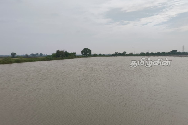 திருகோணமலையில் கனமழையால் நீரில் மூழ்கிய வயல் நிலங்கள் | Fields Submerged By Heavy Rain In Trinco