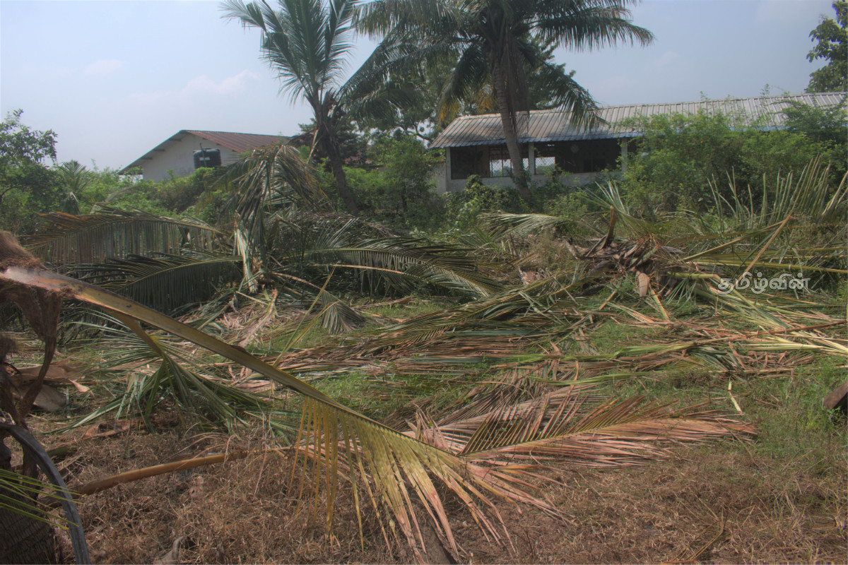 வான்எல - பனிச்சை ஆறு கிராமத்தில் காட்டு யானை அட்டகாசம் | Elephant Attack At Vanela வான்எல - பனிச்சை ஆறு கிராமத்தில் காட்டு யானை அட்டகாசம் | Elephant Attack At Vanela