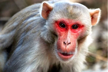 சீனாவில் குரங்கிலிருந்து கிளம்பிய புது வைரஸ்! ஒருவர் பலியானதால் மக்கள் பீதி!