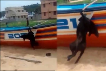 நாயை படகில் கட்டிவைத்து அடித்து கொலை செய்தது ஏன்? வெளியான சிறுவர்களின் பகீர் வாக்குமூலம்