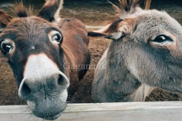 බූරුවන් ගැන නව රජයට ඉල්ලීමක් ...