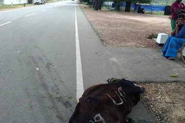 கால்நடைகளால் வீதி விபத்துக்கள் அதிகரிப்பு: விடுக்கப்பட்டுள்ள வேண்டுகோள் (Video)