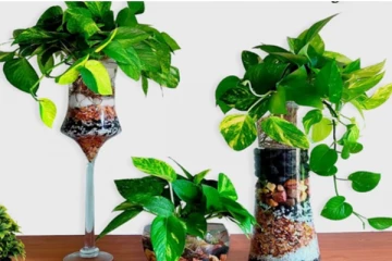 வீட்டில் வறுமையை அதிகரிக்கும் மணி பிளாண்ட்: இந்த தவறை மட்டும் செய்யாதீங்க