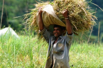 உள்ளூர் முதல் உலக சந்தை வரை அரிசிக்கு  பிரபல்யமான  தமிழர் பகுதியின் ஊர் இதுதான்!