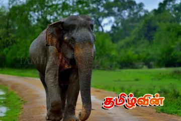 யானை விரட்டுதலில் ஏற்பட்ட குழப்பம்