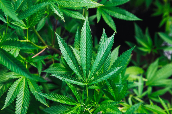 கஞ்சா பயன்பாட்டிற்கு அனுமதியளித்துள்ள ஐரோப்பிய நாடு | European Country Legalized The Use Of Cannabis