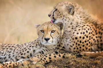 தென் ஆப்பிரிக்காவிலிருந்து இந்தியா வரும் 12 சிறுத்தைகள்!