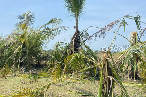 மன்னாரில் நள்ளிரவில் கிராமத்திற்குள் புகுந்த காட்டு யானைகள் | Wild Elephants Enter Mannar Village At Midnight