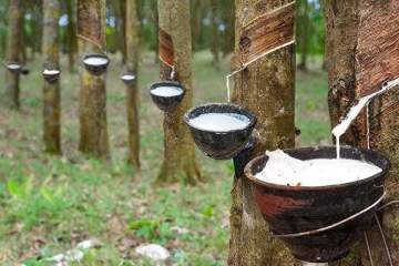 பல பிரதேசங்களில் 100,000 ஏக்கர் இறப்பர் பயிரிட திட்டம்